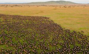 Serengeti Safari