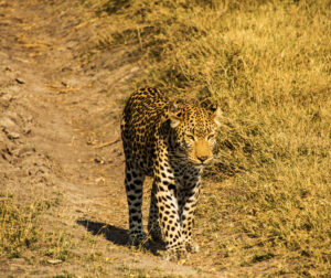 Premium Tanzania Wildlife Safari
