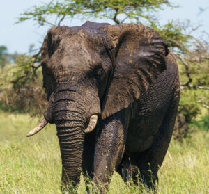 budget Tarangire safari
