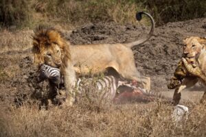 Affordable Tanzania Safari Tour