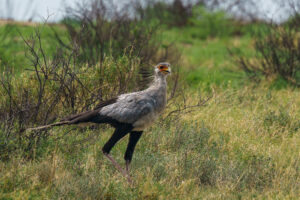 Exclusive Nyerere National Park Safari