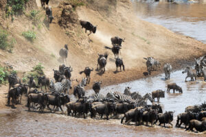 Tarangire safari
