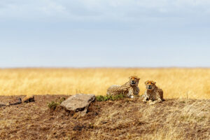 luxury Tanzania safari