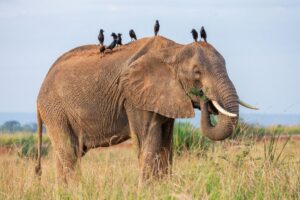 Tanzania Wildlife Safari