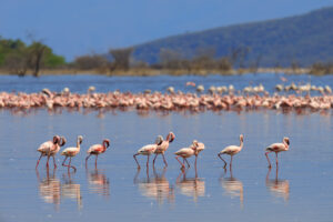 Family Lake Manyara Safari