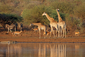 Exclusive Tanzania Safari Tour