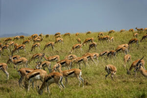 Cheap Tanzania Wildlife Safari