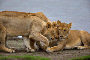 Nyerere national park safari Lake Manyara