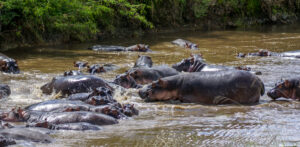 affordable Tanzania safari