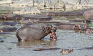 Tanzania Safari Cost