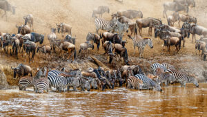 Serengeti safari Zanzibar