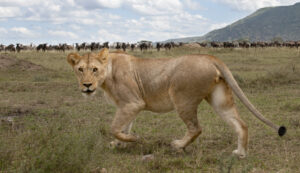 premium Tanzania safari tour