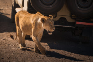 All Inclusive Tanzania Safari