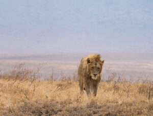 exclusive Nyerere national park safari
