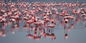 Affordable Lake Manyara Safari