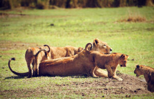 Tanzania safari cost