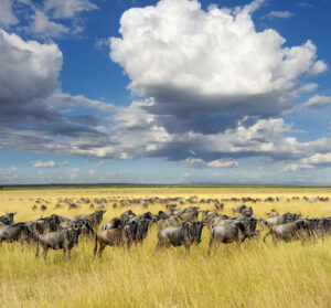 Serengeti Safari Zanzibar Price
