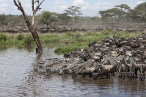 Guided Tarangire Safari